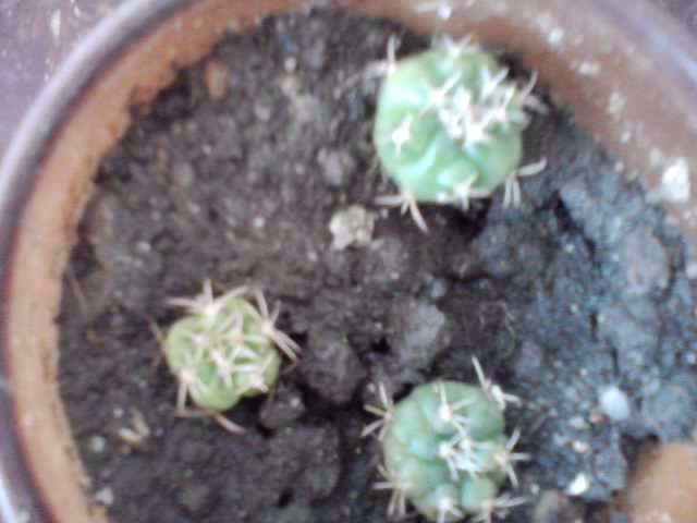 P221012_00.58_[02] - cactusi si suculente