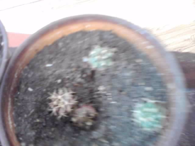 P221012_00.59_[01] - cactusi si suculente