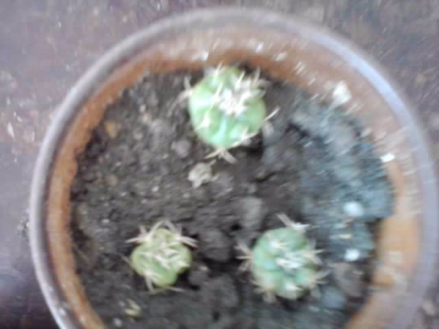 P221012_00.59_[03] - cactusi si suculente
