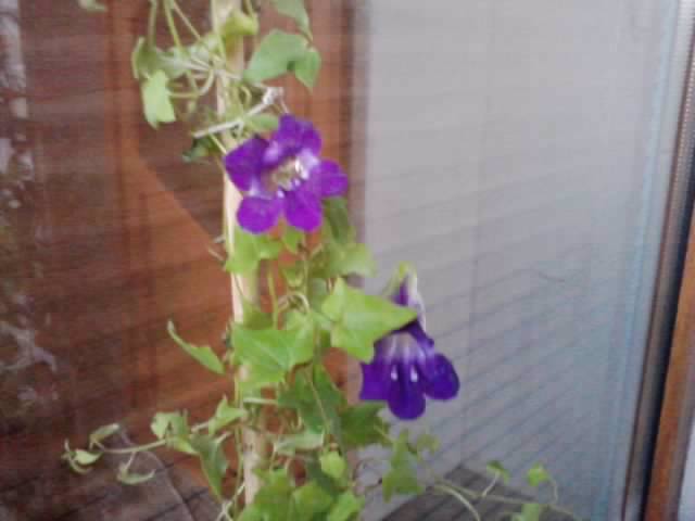 P191012_07.37 - flori de interior