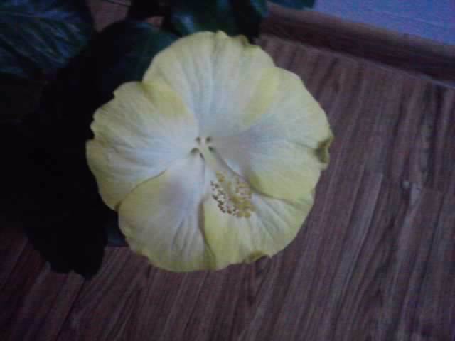 P201012_21.56 - hibiscusi 2o12