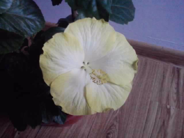 P201012_21.57 - hibiscusi 2o12