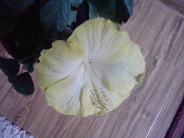 P201012_21.57_[02] - hibiscusi 2o12
