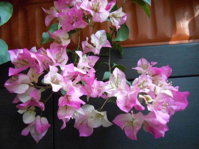 Magic bronzata 30oct2012 - Bougainvillea