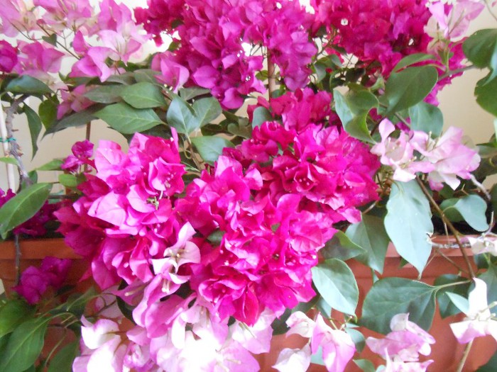 detaliu - Bougainvillea