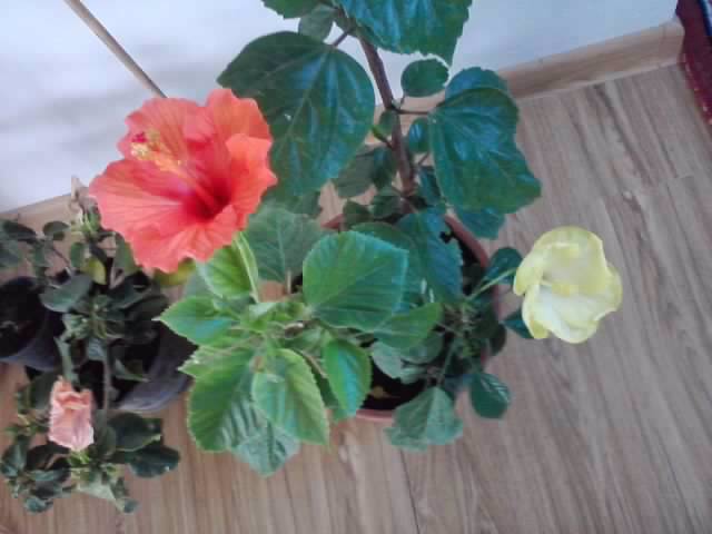 P201012_03.40 - roze 2012-2