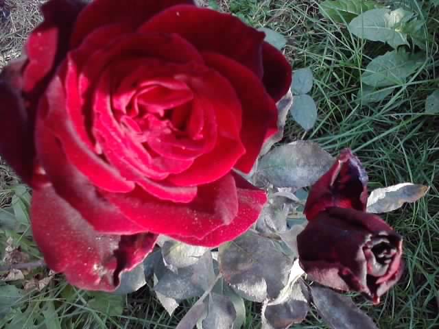 P201012_04.15_[01] - roze 2012-2