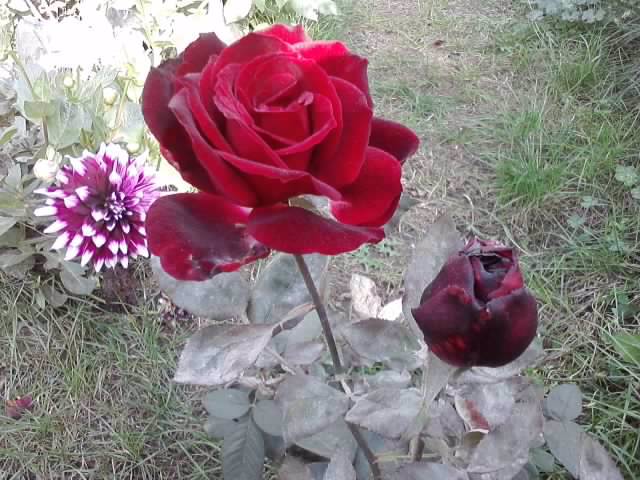P201012_04.16 - roze 2012-2