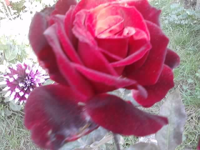 P201012_04.16_[01]