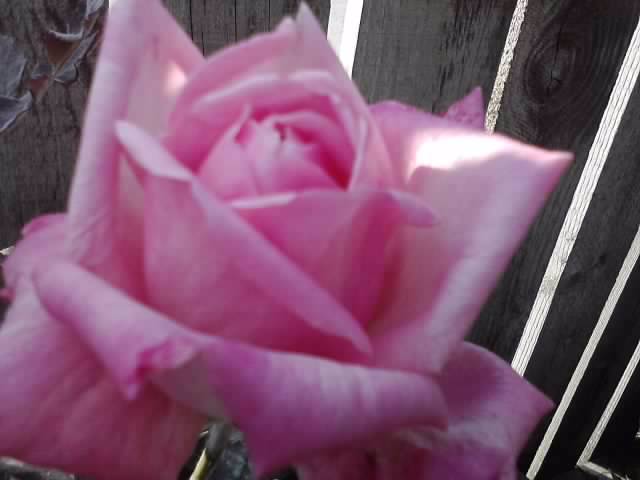 P201012_04.16_[03]