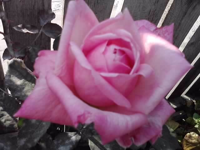 P201012_04.16_[05]