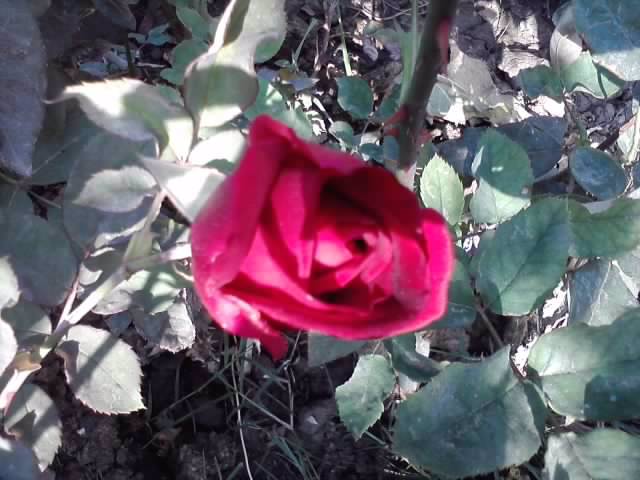 P201012_04.17_[01] - roze 2012-2