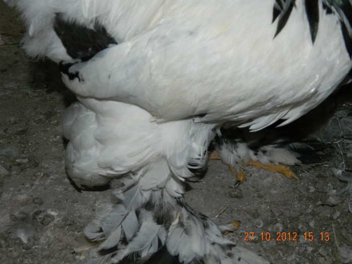 Cocos 1; Achizitie de la dl. Marius Plesa
