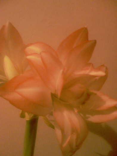 IMAGE_110 - Amarillys