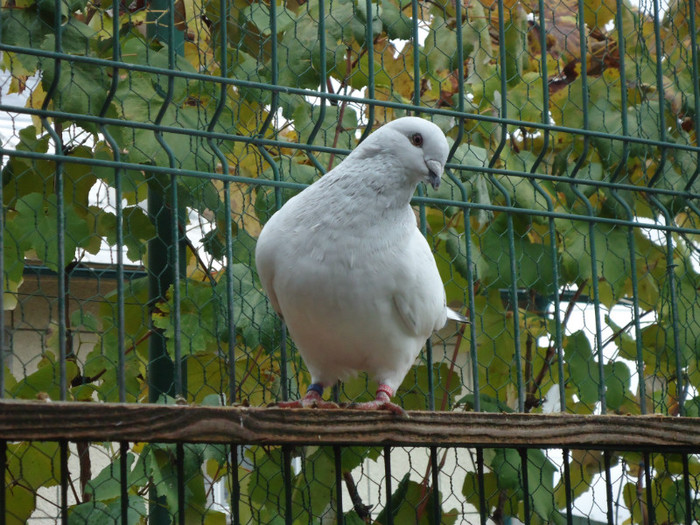 DSC01717 - 4-TINERET 2012