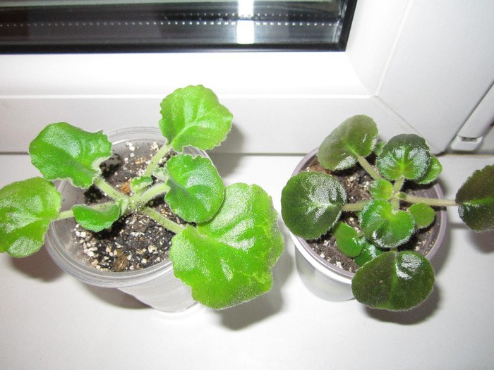 Violete - isimona - Green ice si RS Romantika