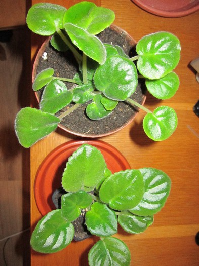 Violete - isimona - Gercoginia si WGP