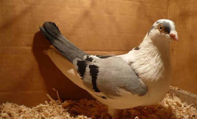 Dat in Medias la Sorin - D- Porumbei JUCATORI DE GALATI VANDUTI Album 1