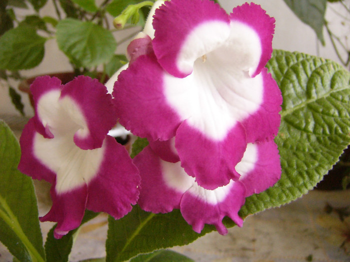 P1180191 - Streptocarpus