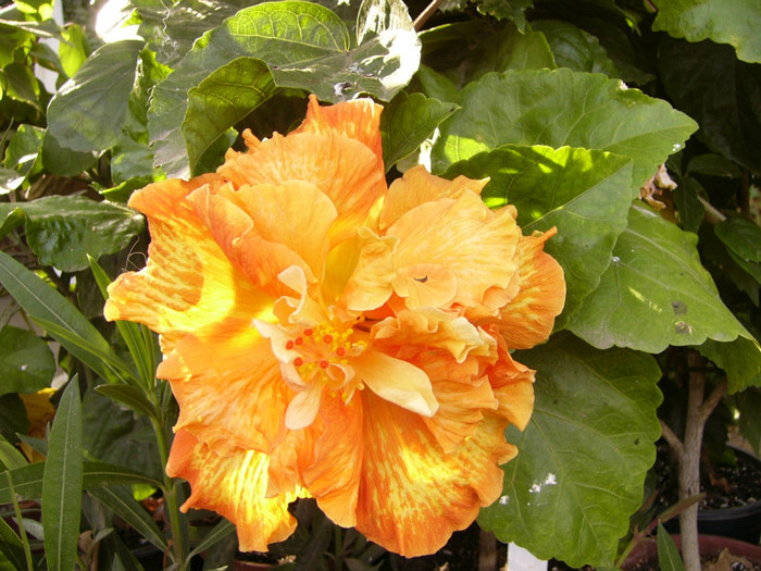 Flame Ball - Hibiscus