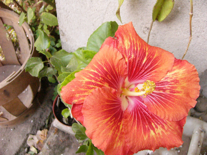 Helen Sanders - Hibiscus