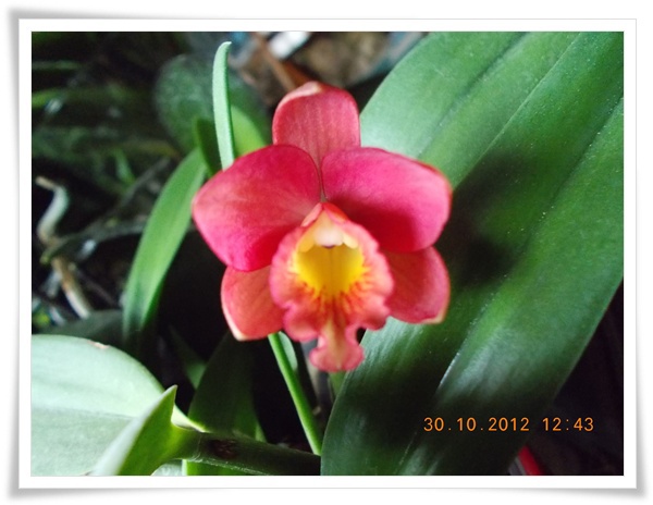 DSCN0658 - Orhidee 2012