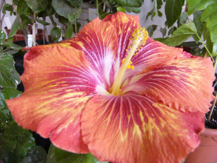 Helen Sanders - Hibiscus