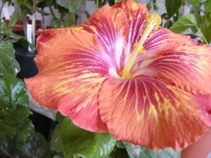Helen Sanders - Hibiscus