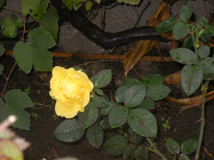 29.octombrie -Golden - - Trandafir 2012
