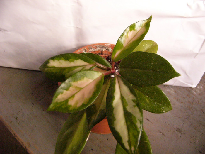 Carnosa Krimson Princess - Hoya