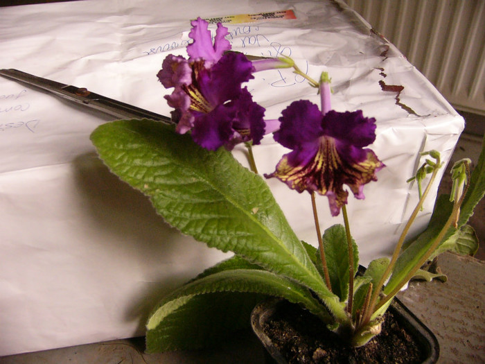 Eve - Streptocarpus