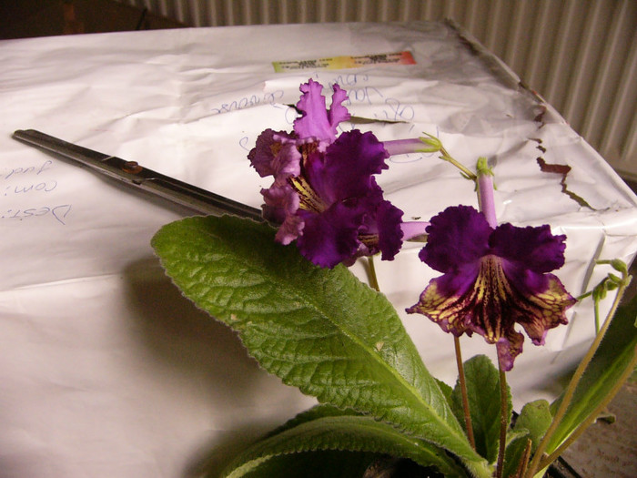 Eve - Streptocarpus