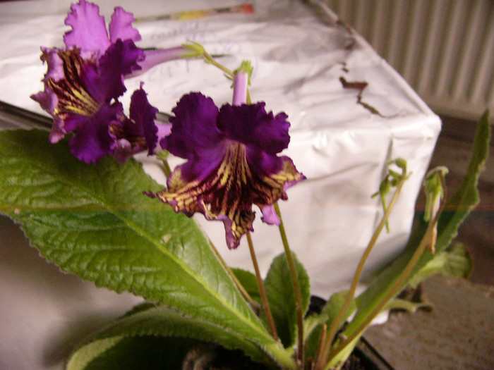 Eve - Streptocarpus