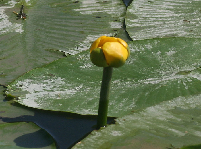 Nufar luteum - nufarul galben - zz nuferi si alte plante pentru iaz