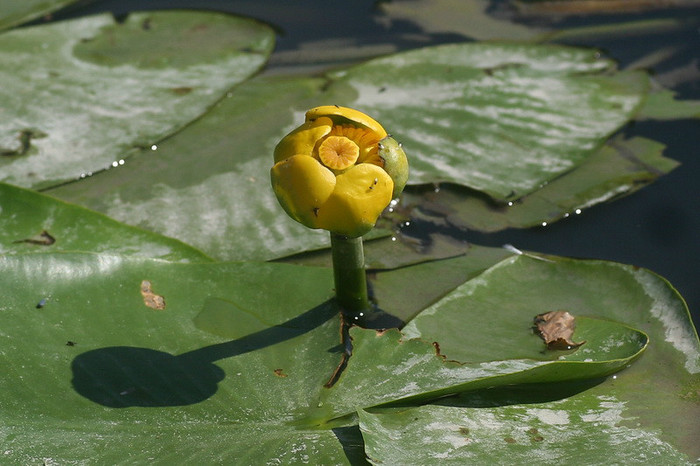 Nufar luteum - nufarul galben - zz nuferi si alte plante pentru iaz