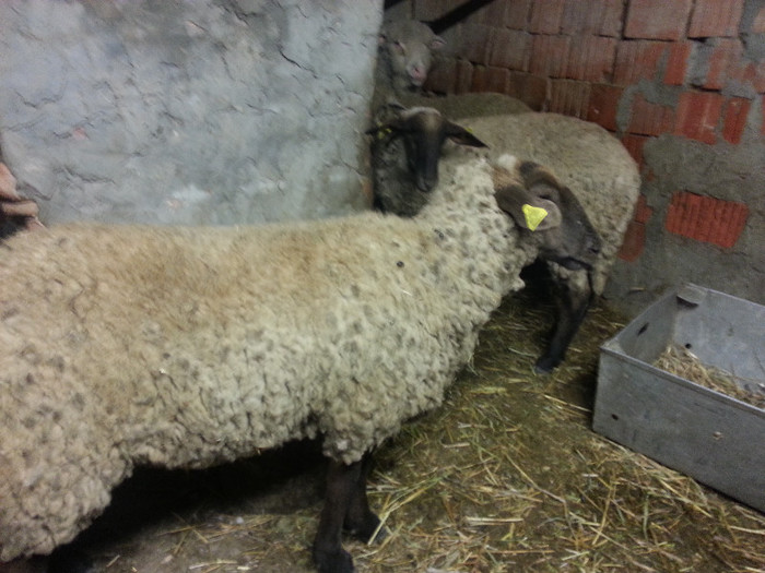 Metis Suffolk.1; Suffolk x Merinos
