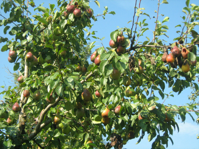 IMG_3086 - 11_Gradina de legume si fructe