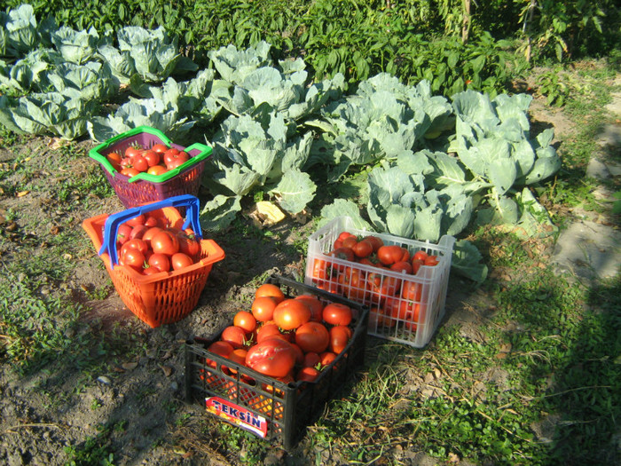 IMG_3418 - 11_Gradina de legume si fructe