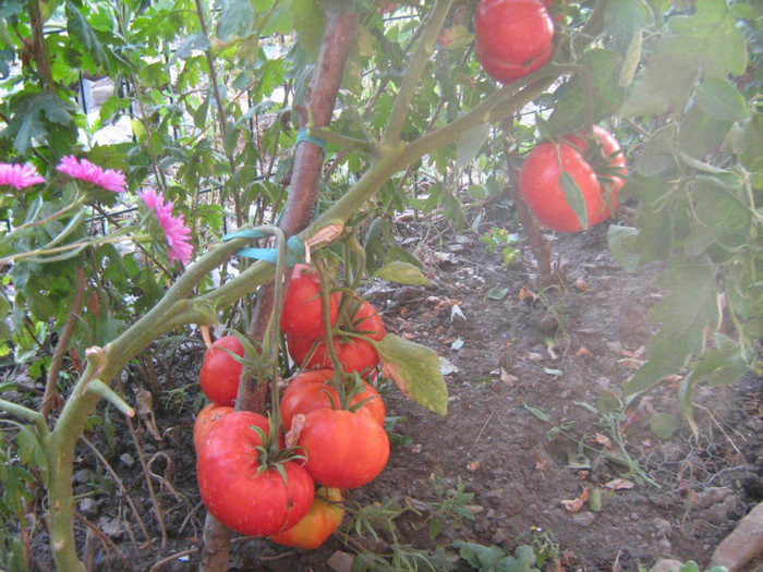 IMG_3691 - 11_Gradina de legume si fructe