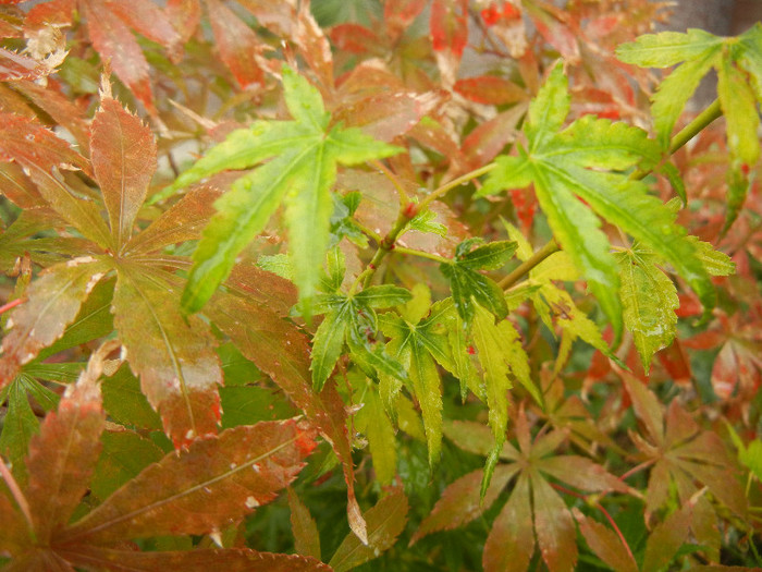 Acer Katsura & Bloodgood (2012, Oct.27) - Acer palmatum_Japanese Maples