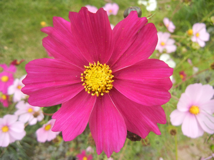 Garden Cosmos Burgundy (2012, Oct.27)