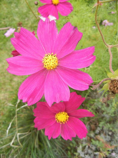 Garden Cosmos Burgundy (2012, Oct.27)