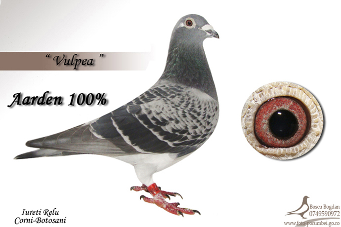 vulpea%20iurieti%20relu