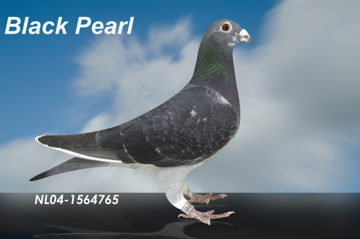 Black Pearl 04-1564765 - Porumbei Superbi