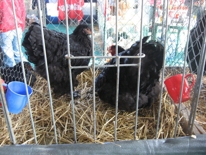 Picture 1485 - Indagra 2012