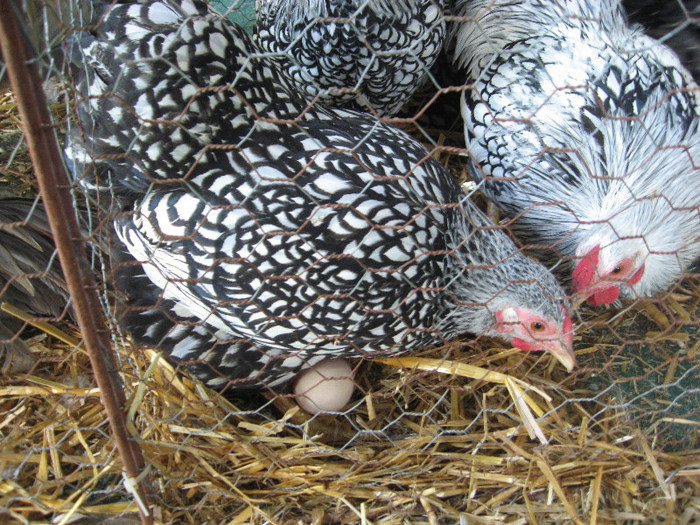 Picture 1496 - Indagra 2012