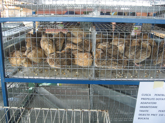 Picture 1497 - Indagra 2012