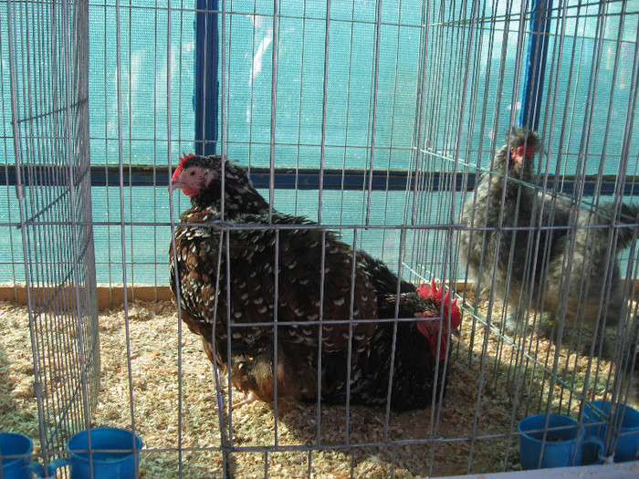 Picture 1538 - Indagra 2012