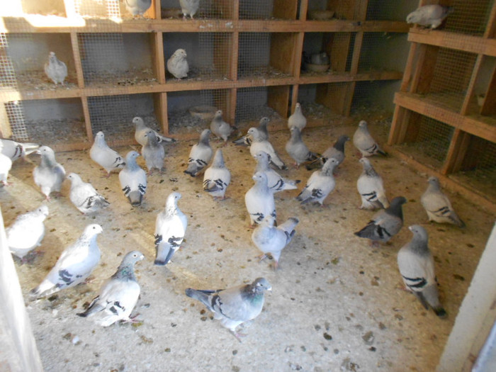 017 - porumbei de vanzare 31-10-2012