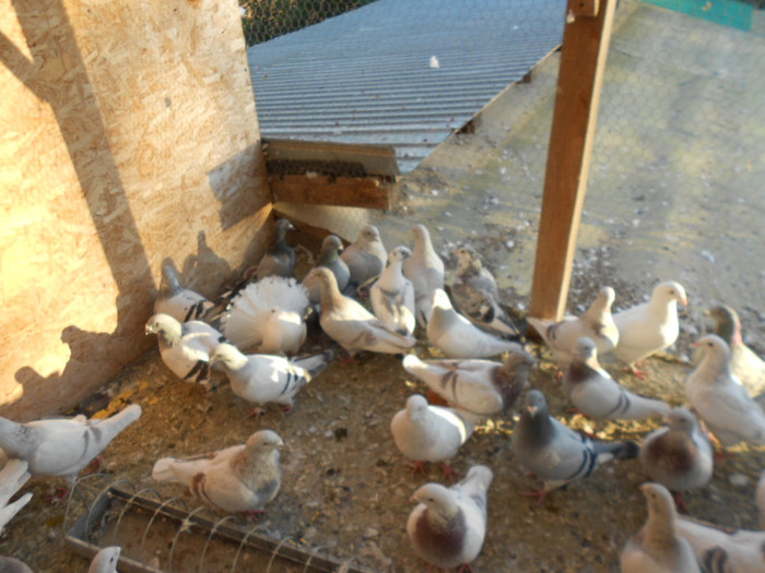 021 - porumbei de vanzare 31-10-2012